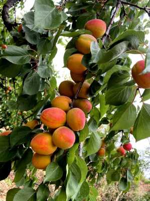 杏子是什么树结的果实？杏树是什么植物-图3
