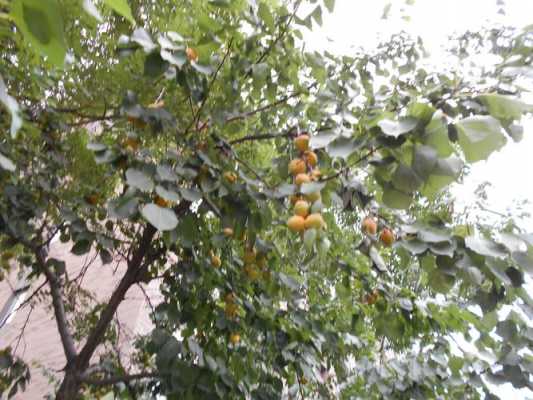 杏子是什么树结的果实？杏树是什么植物