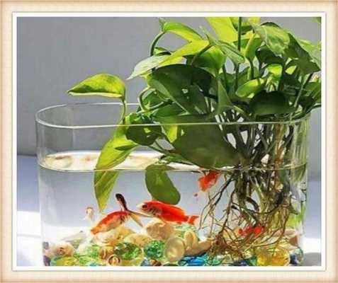 水培植物为什么可以养鱼？水培植物里面养鱼-图1