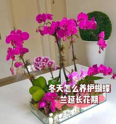 蝴蝶兰花期怎么办法延长（蝴蝶兰花期后的养护）