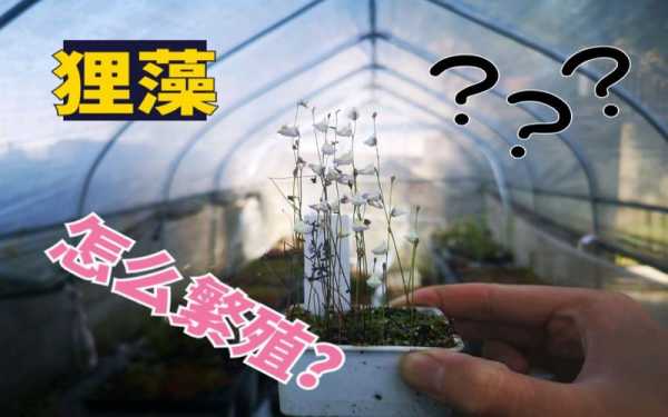 狸藻繁殖方法？食虫植物 繁殖