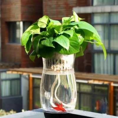 水培植物为什么可以养鱼？水培植物怎么养鱼