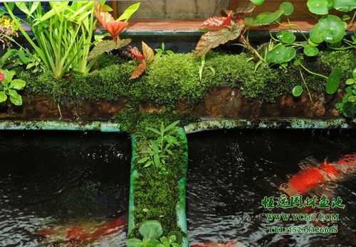 室内景观鱼池水多深鱼最好养？室内植物 水养-图3