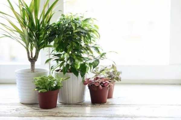 室内植物的养护需要注意哪些细节？室内植物养护技巧-图2
