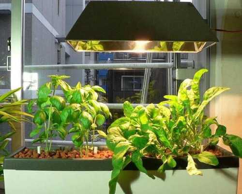 养花小常识，室内养花可以用紫外线消毒灯补光吗？适宜家庭养植的植物-图1