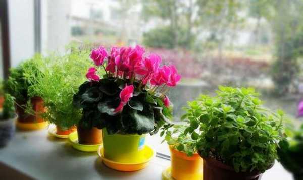 养花小常识，室内养花可以用紫外线消毒灯补光吗？适宜家庭养植的植物-图2