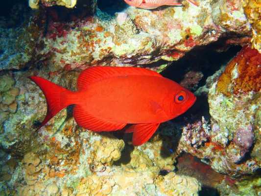 海里红色的是什么鱼？海里红色植物-图2