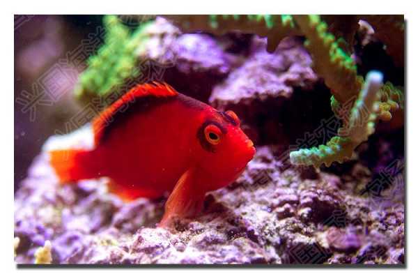 海里红色的是什么鱼？海里红色植物-图1