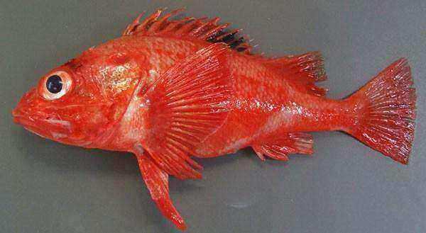 海里红色的是什么鱼？海里红色植物-图3