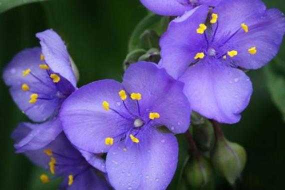 紫萝兰花花语（紫箩兰花语）-图3
