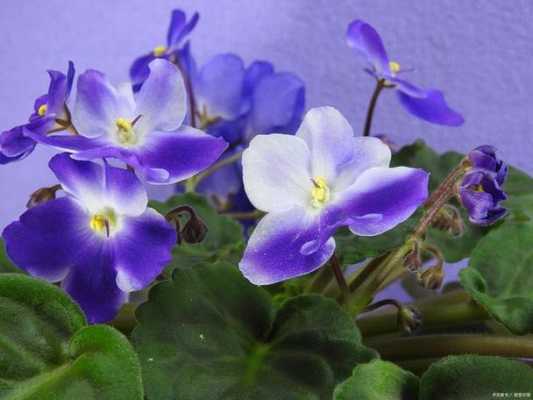 紫罗兰花语图片（紫罗兰花的花语和象征意义）-图3