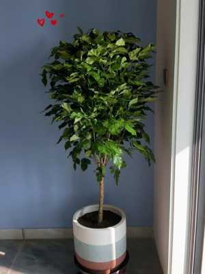 十种最旺客厅的树？客厅适合的植物