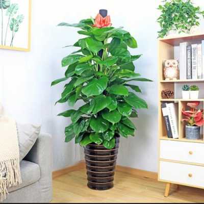 室内可以养哪些大型的盆栽绿植？室内盆栽小植物-图3
