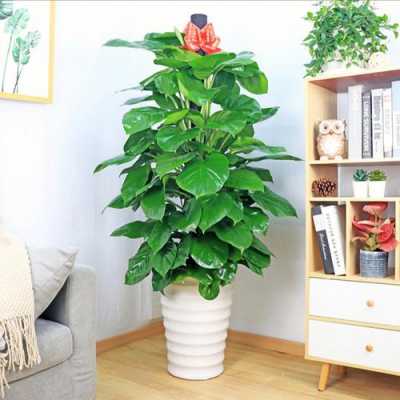 室内可以养哪些大型的盆栽绿植？室内盆栽小植物-图2