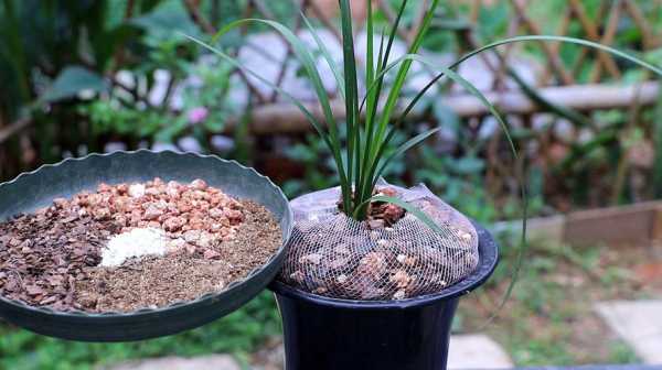 兰花养殖的土壤和方法（兰花的养殖方法用什么土）