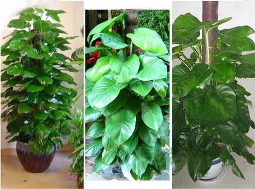 室内的绿色植物该怎样养？室内观叶植物养护-图1