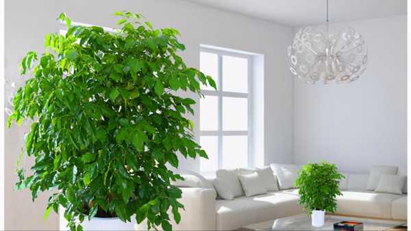 室内的绿色植物该怎样养？室内观叶植物养护-图2