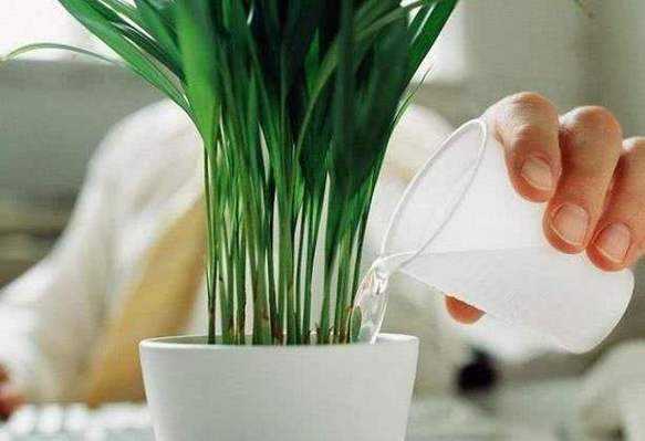 淘米水浇花的正确方法，这么多年您用对了么？淘米水浇植物-图2