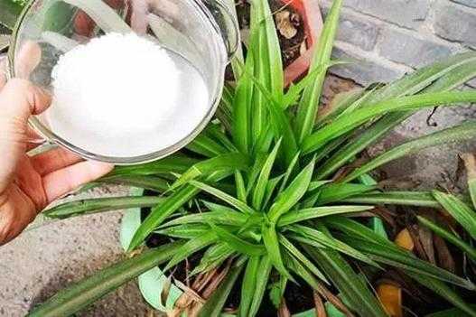 淘米水浇花的正确方法，这么多年您用对了么？淘米水浇植物