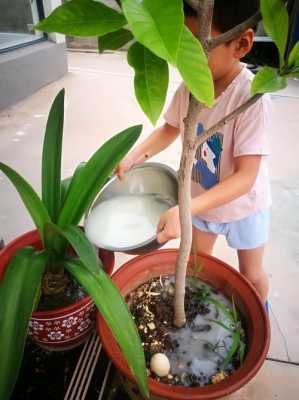 淘米水浇花的正确方法，这么多年您用对了么？淘米水浇植物-图3