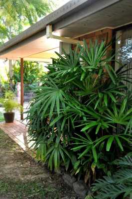 热带植物的生长条件（温度、湿度等)？家养热带植物-图2