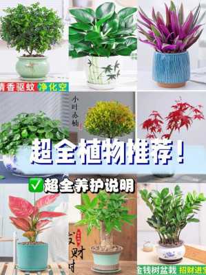 室内好养活的花（一）观叶绿植？室内观叶植物图片-图1
