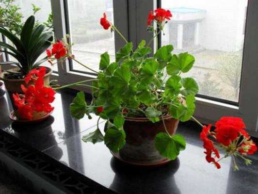 东北家庭养花最佳十种？家庭室内适合养的植物-图3