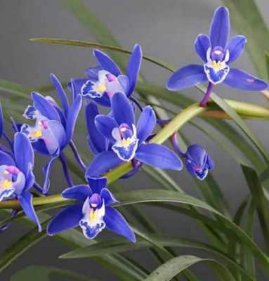 剑兰蓝宝石兰花可以在屋里养吗？室内植物蓝宝石