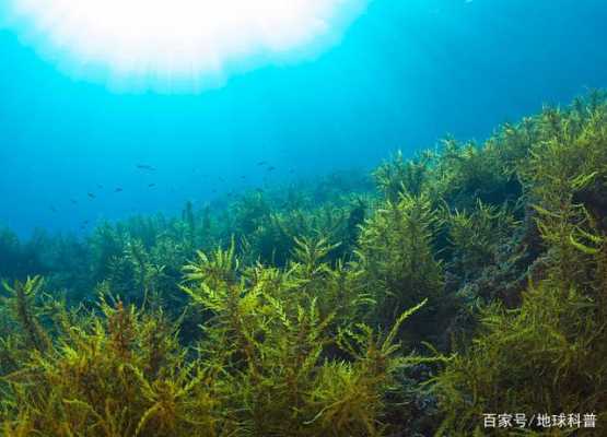 海里制造氧气的植物？生长在海里的植物