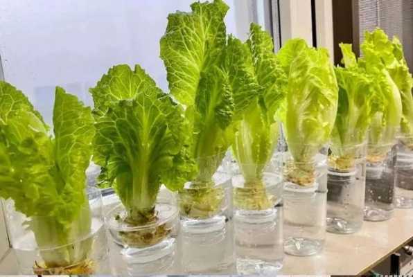 生长快产量高的10种水培蔬菜？水培植物名称