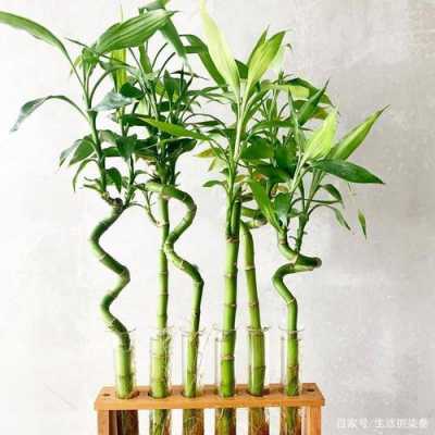 为什么竹子不是木本植物却很坚硬？富贵竹植物图片的-图1