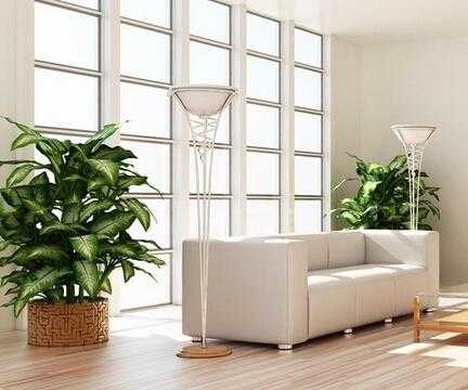 请问不朝阳的客厅可以放些什么好养的植物，谢谢？不需要太多阳光的植物-图3