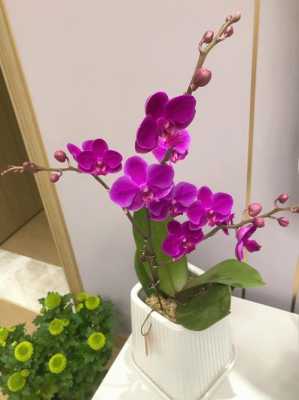 春节的蝴蝶兰花开到现在（春节的蝴蝶兰花开到现在还能开吗）-图1