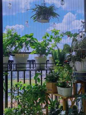 适合在阳台养的植物？阳台种植物图片