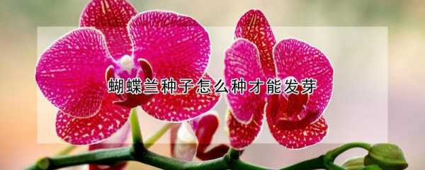 有蝴蝶兰花的种子吗（蝴蝶兰花种子在哪能买到）-图1