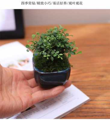 长不大的小型绿植？适合做微型盆景的植物-图3