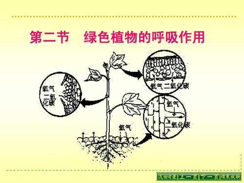 呼吸作用在植物生产上的应用有哪些？栽培植物过程-图1