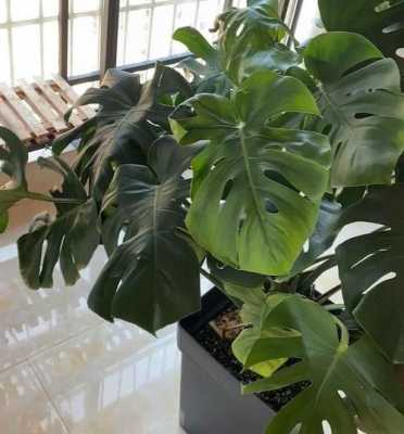 室内大型绿植如何保持叶子油亮？叶子油亮植物-图3