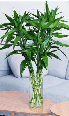 什么植物能像富贵竹一样长特别高？富贵竹植物图片-图1