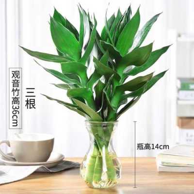 什么植物能像富贵竹一样长特别高？富贵竹植物图片-图2