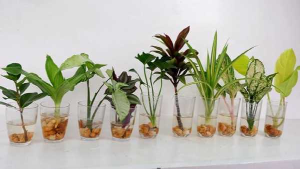 怎样把水培植物变成土培，该注意些什么？水培植物转土培植物-图3