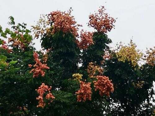 秋季开花的树都有哪些？秋天种的植物有哪些-图1