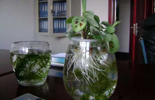 冬天冻不死的水生常绿植物？能过冬的水培植物-图3