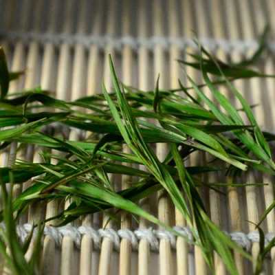 像竹子叶的茶是什么茶？叶子像竹子的植物-图2