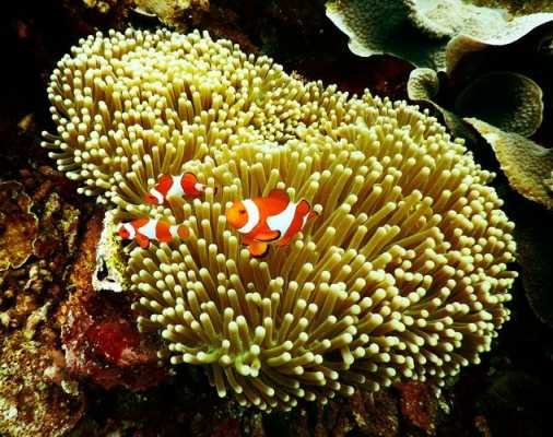 海滩珊瑚有毒吗？珊瑚植物有毒吗