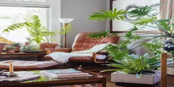 进门见沙发用什么绿植遮挡好？适合摆客厅的植物-图3