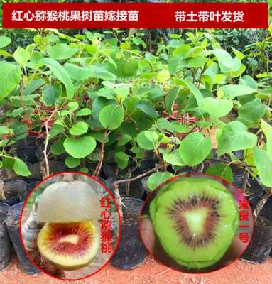 红星猕猴桃怎么样种植？红星植物养殖方法-图1