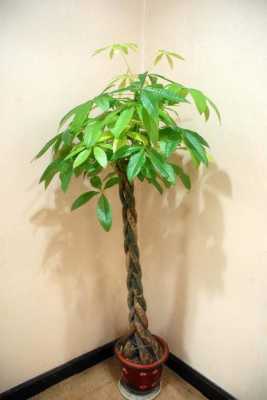 我的植物画报发财树的介绍？发财树植物图片-图3