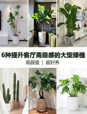 客厅适合种的植物有哪些？适合种客厅的植物-图1