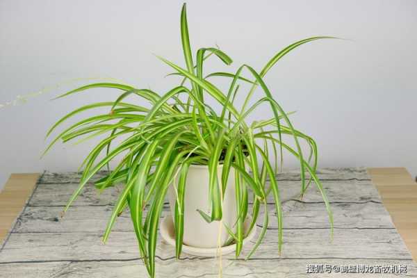 很像吊兰的植物，这是什么植物？长得像吊兰的植物图片-图3